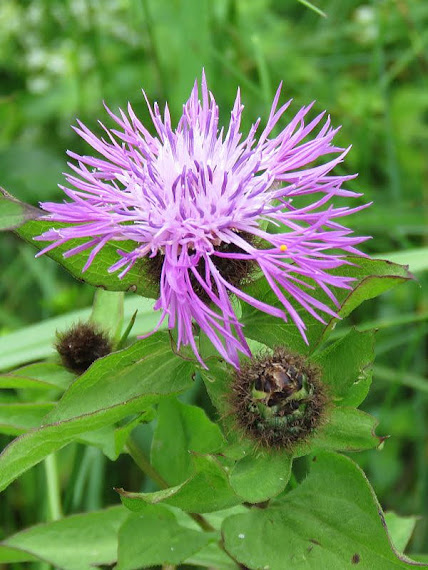 Chaber łąkowy (Centaurea jacea) chaber