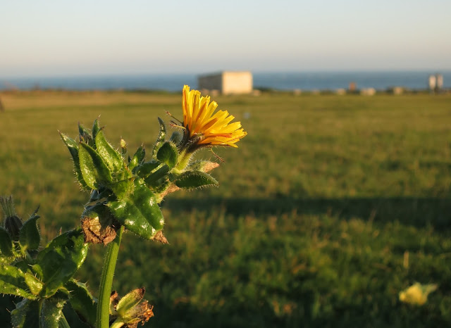 Plant with yellow flower; grass and sea beyond.