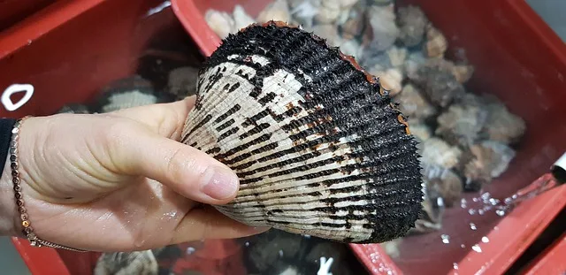 kerang darah hewan beracun yang dikonsumsi