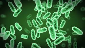 klasifikasi archaebacteria dan eubacteria