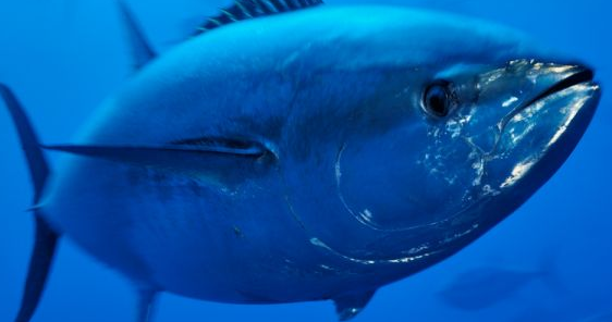 Jenis Jenis Ikan Konsumsi Dan Gambarnya - Ikan Hias Air Tawar Laut dan