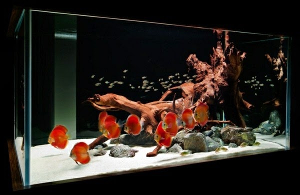 Use aquarium as a room divider – 26 examples.