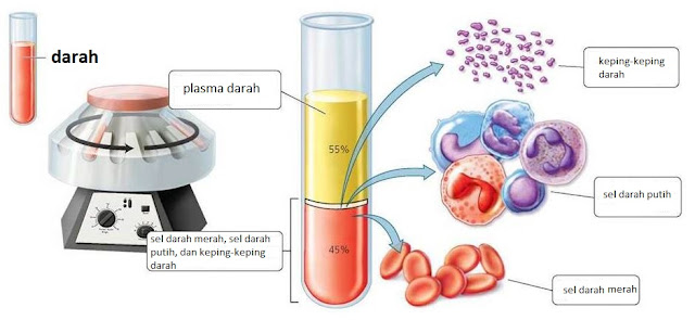 Jaringan Ikat pada Hewan - Dunia Biologi