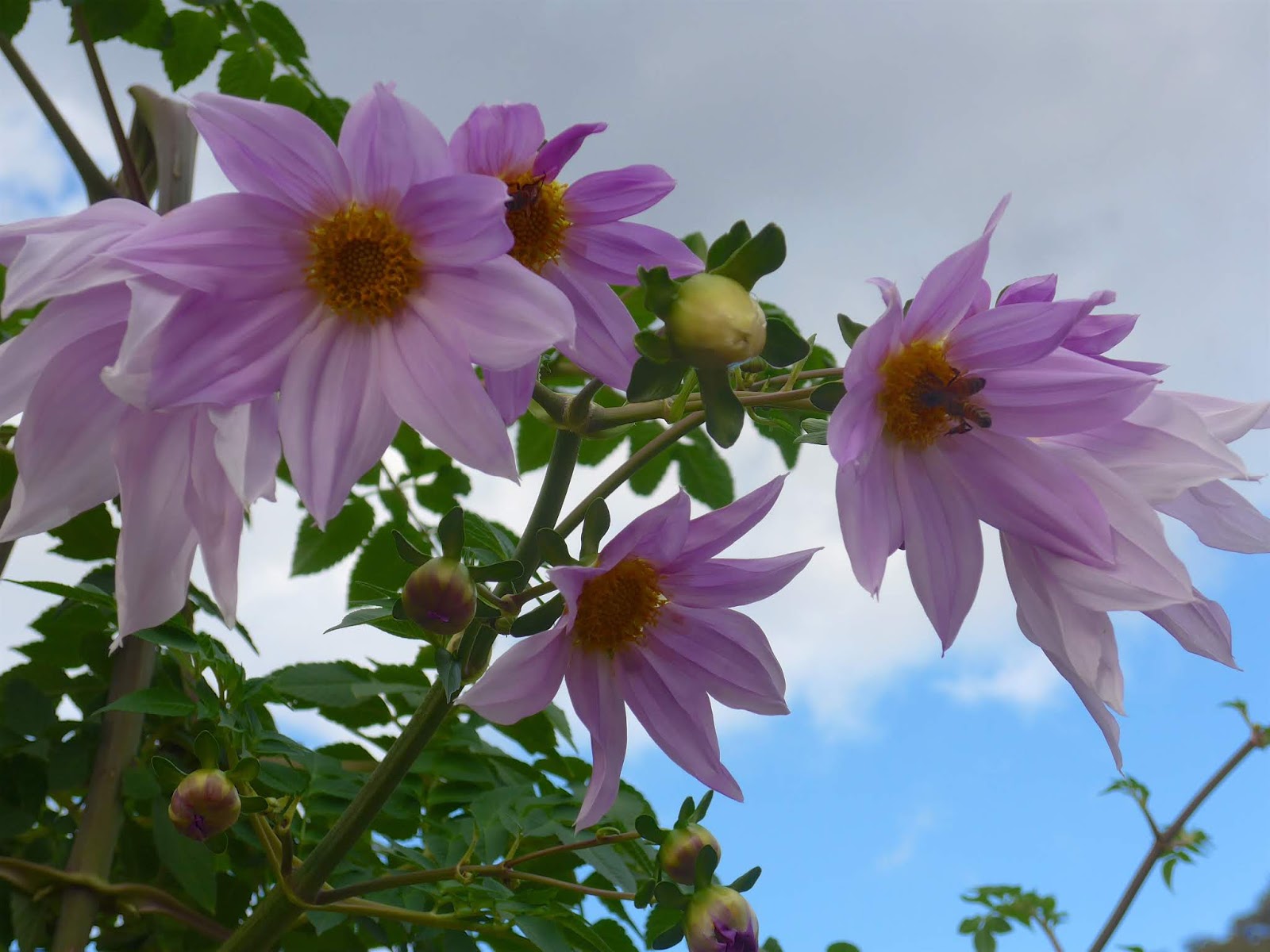 Autumn in the Gardens Rose Orchard Haus Flowers