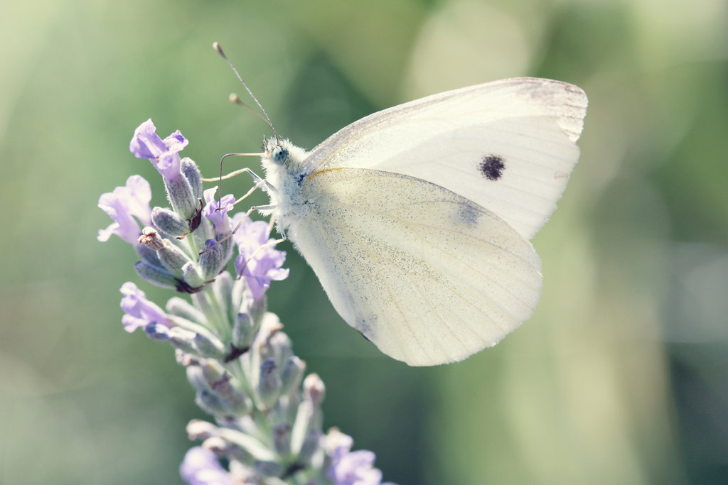 Resultado de imagen para mariposa blanca