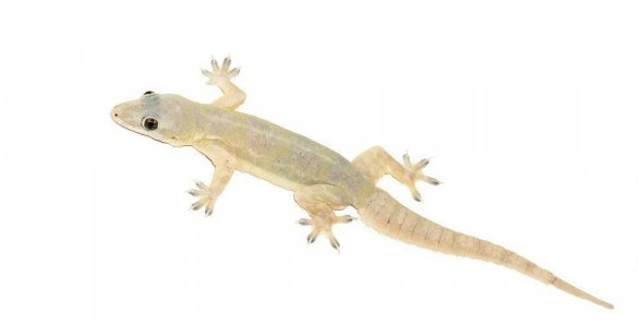 44 Arti Kejatuhan Cicak Di Lengan Kiri Menurut Primbon Dan Islam - Kejatuhan  Cicak Hitam