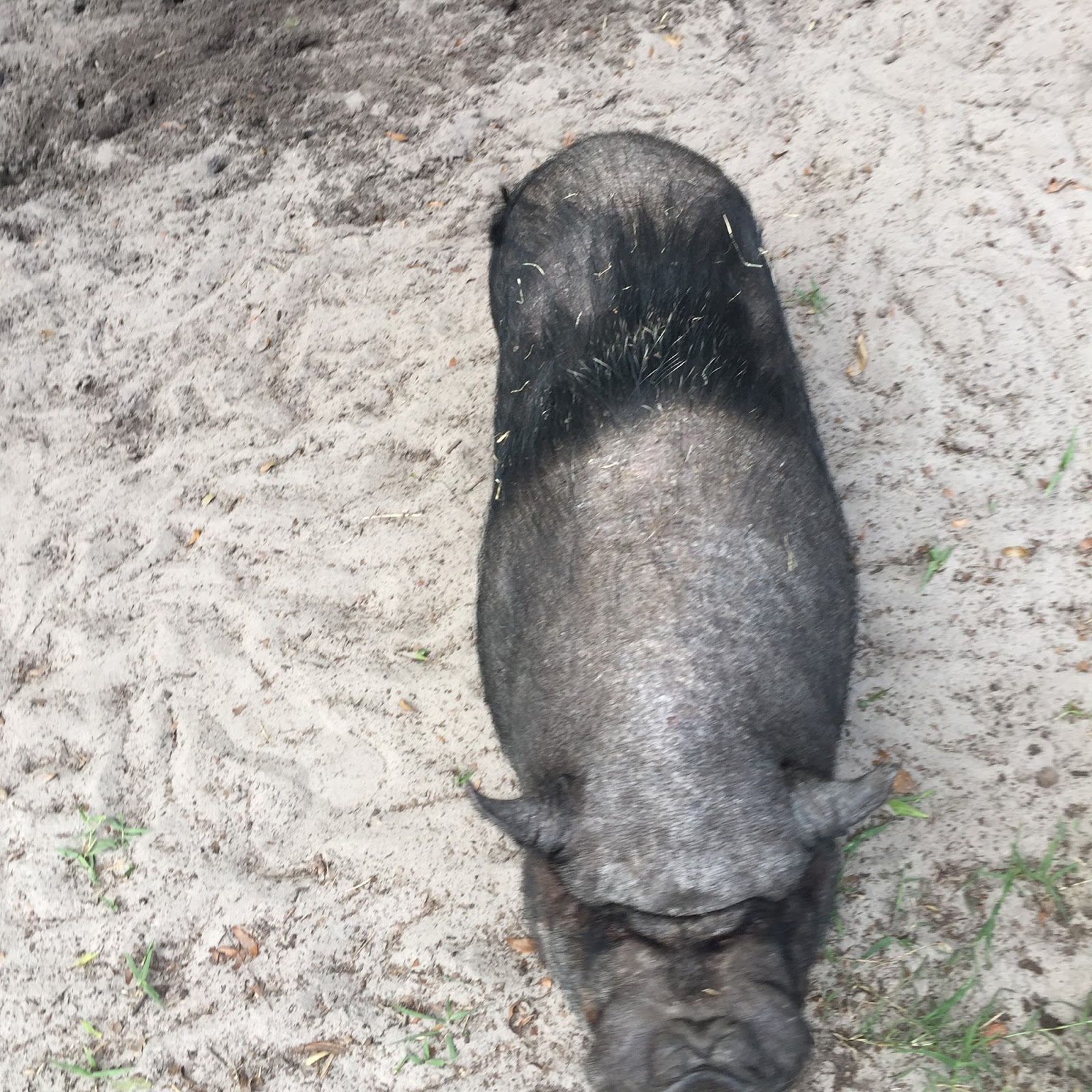 Pot Bellied Pigs Blog Pig Hair Loss