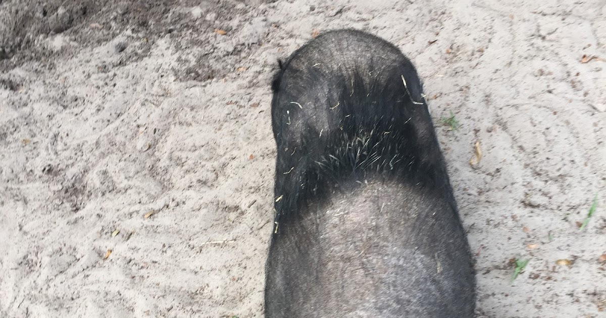 Pot Bellied Pigs Blog Pig Hair Loss
