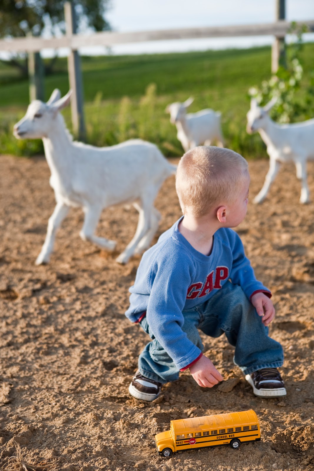 Barbara O'Brien Photography News THE GOODNESS OF GOATS