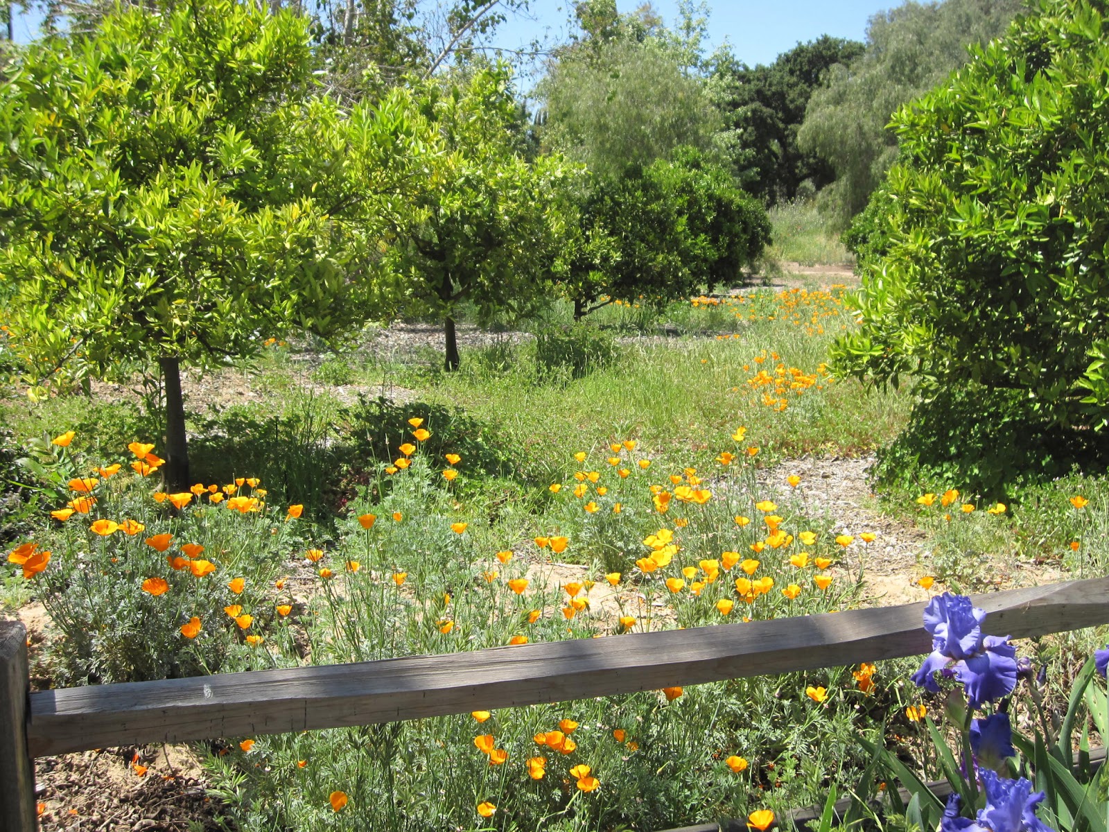 MulchMaid California Dreaming, Part 1 Arlington Garden