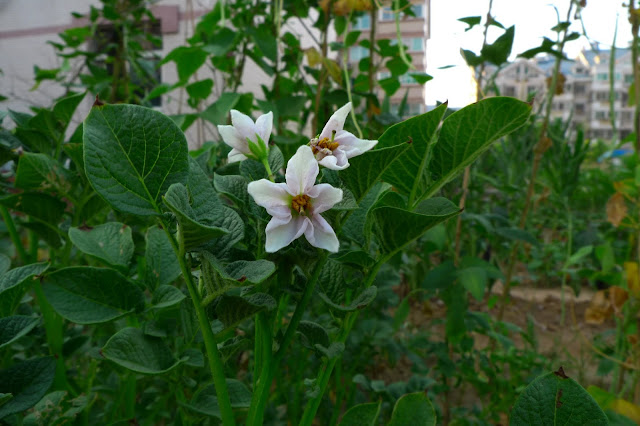 Guessing game: what is this flower?