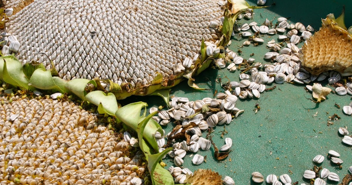 HOW DO YOU GET SUNFLOWER SEEDS OUT OF A SUNFLOWER? The Garden of Eaden