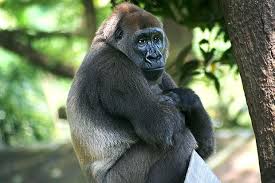 wild-animal wild-animal