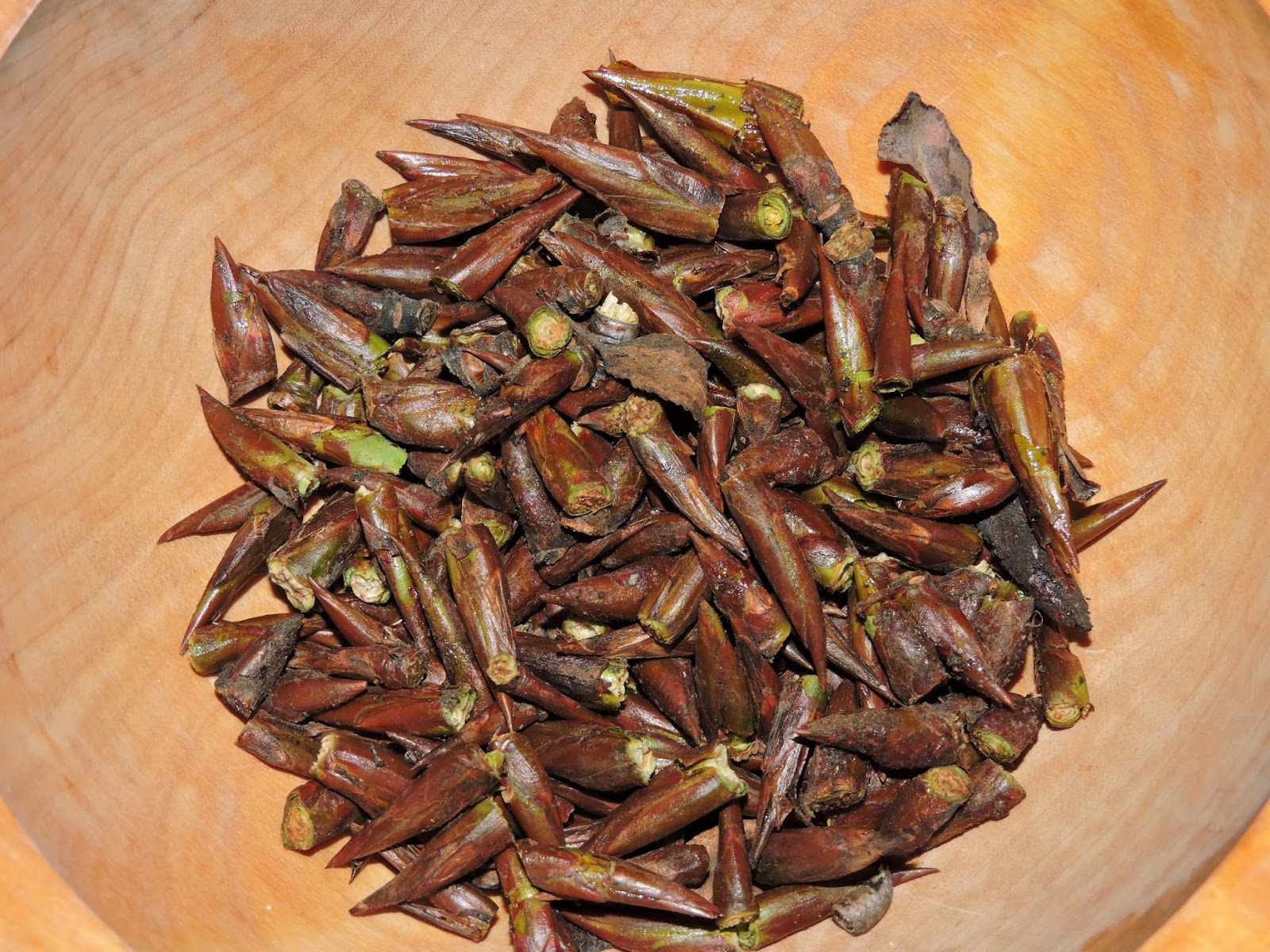 Don't Eat the Paste Cottonwood Buds spring stuff