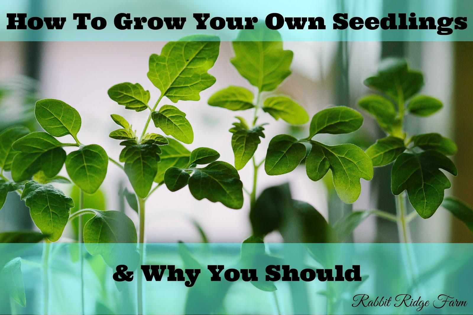 The Complete Guide to Growing Seedlings & Why You Should