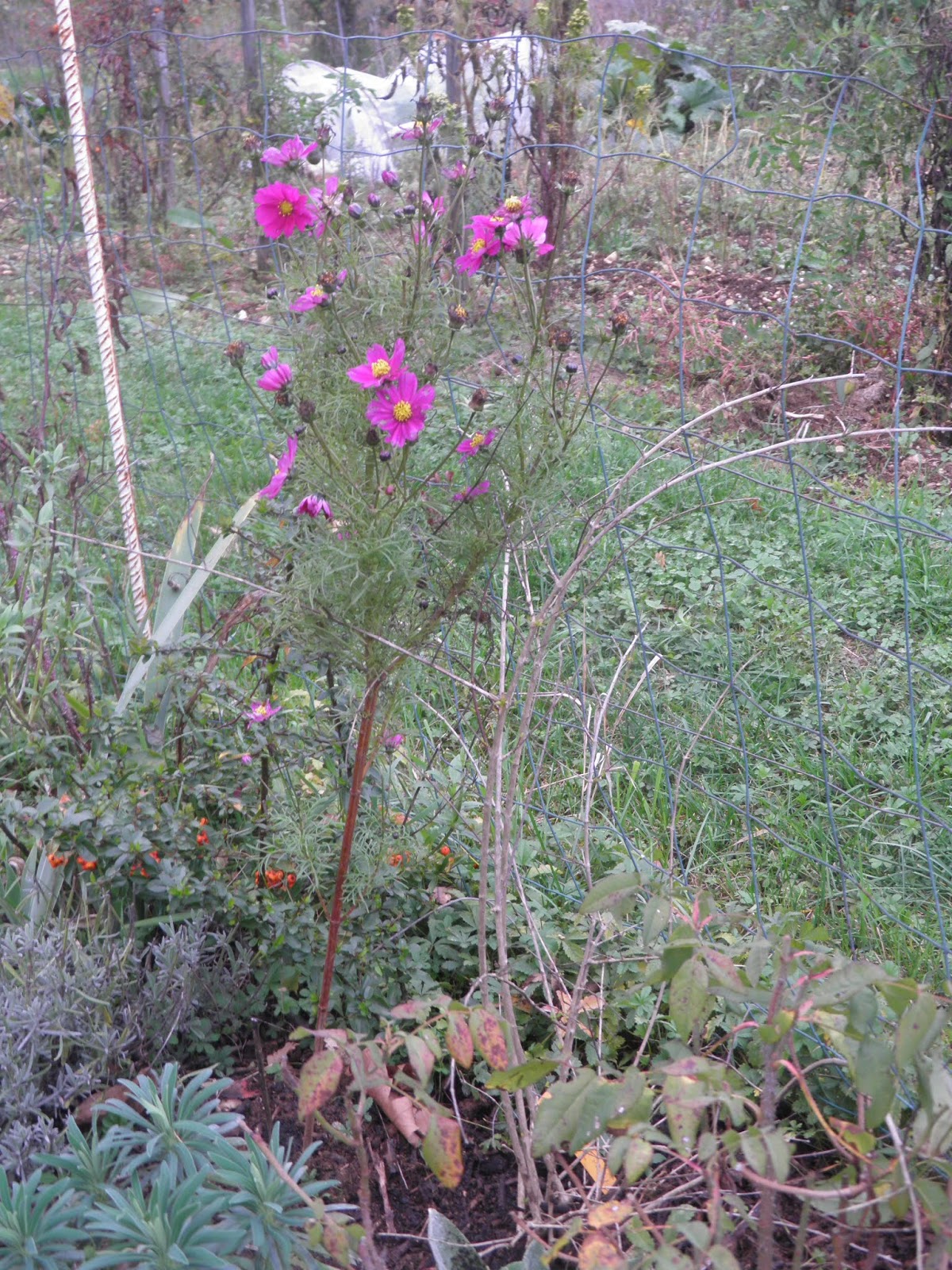 Mon Jardin Quercynois Novembre 2018