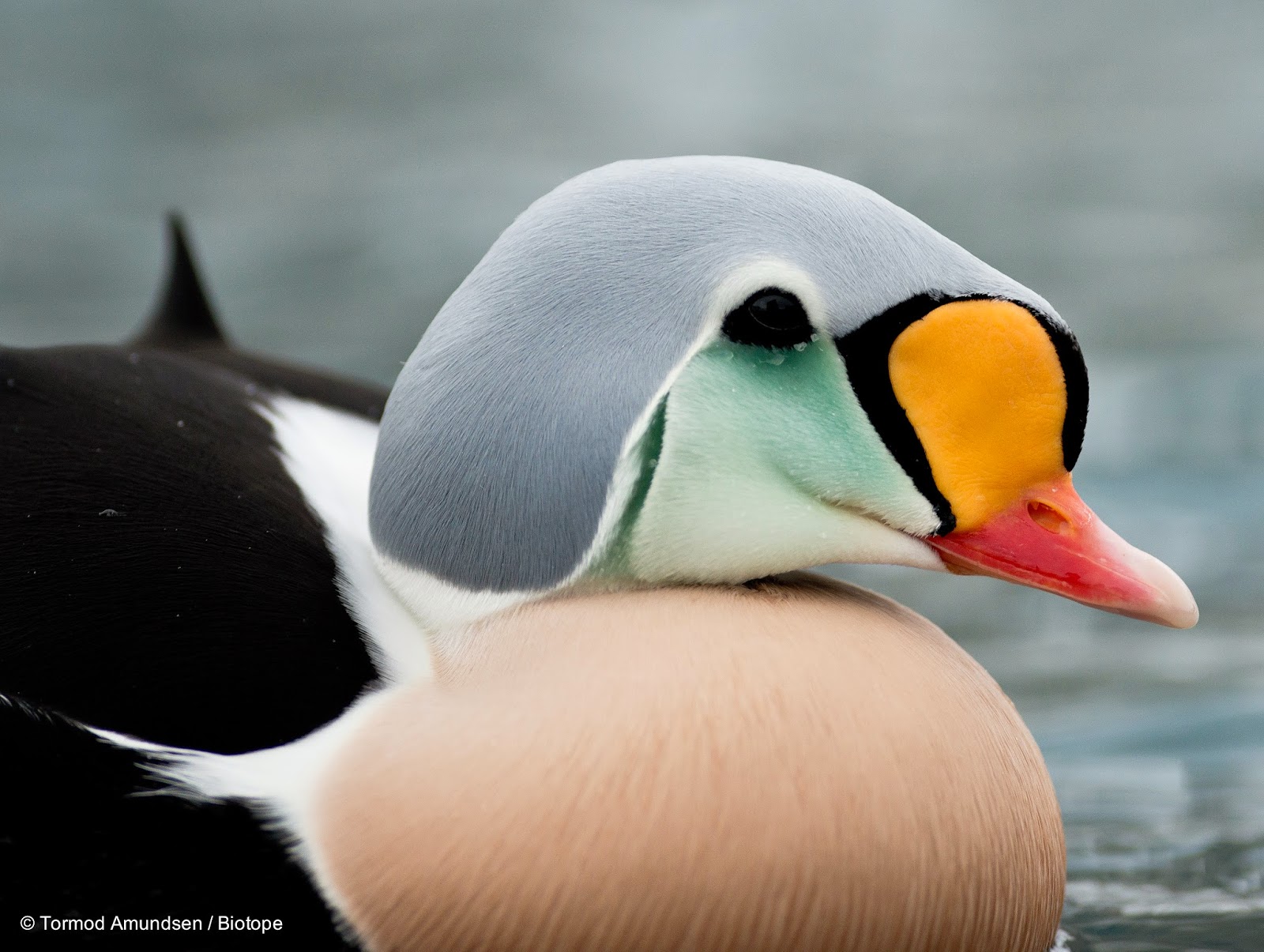 biotope Golden birding in Båtsfjord the King Eider hide
