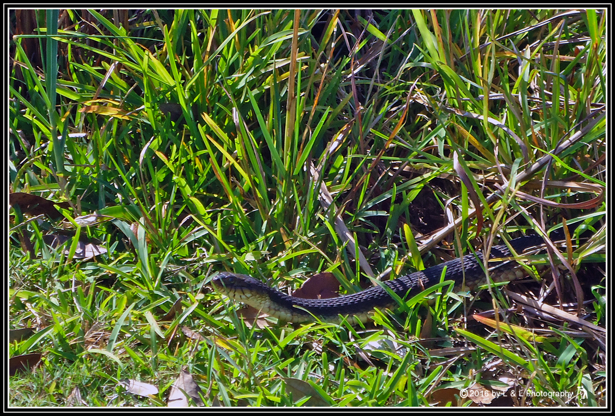 Ocala, Central Florida & Beyond Water Snake
