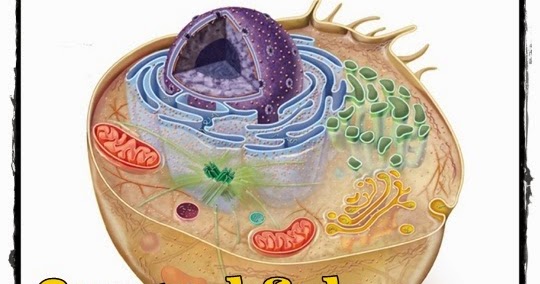 Organel Sel dan Fungsinya, LENGKAP!!!