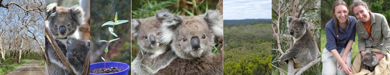 Conserving Koala Country