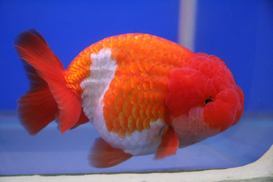 jogja fish jual ikan koki jogja fish jual ikan koki