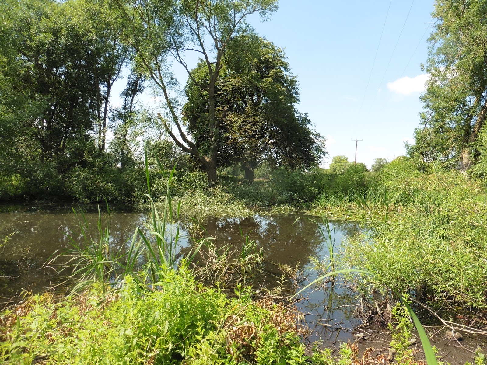 Old Buckenham blog Clearing around Old Buckenham pond