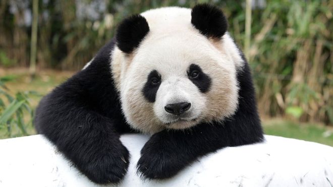 48+ Terkeren Gambar Hewan Panda