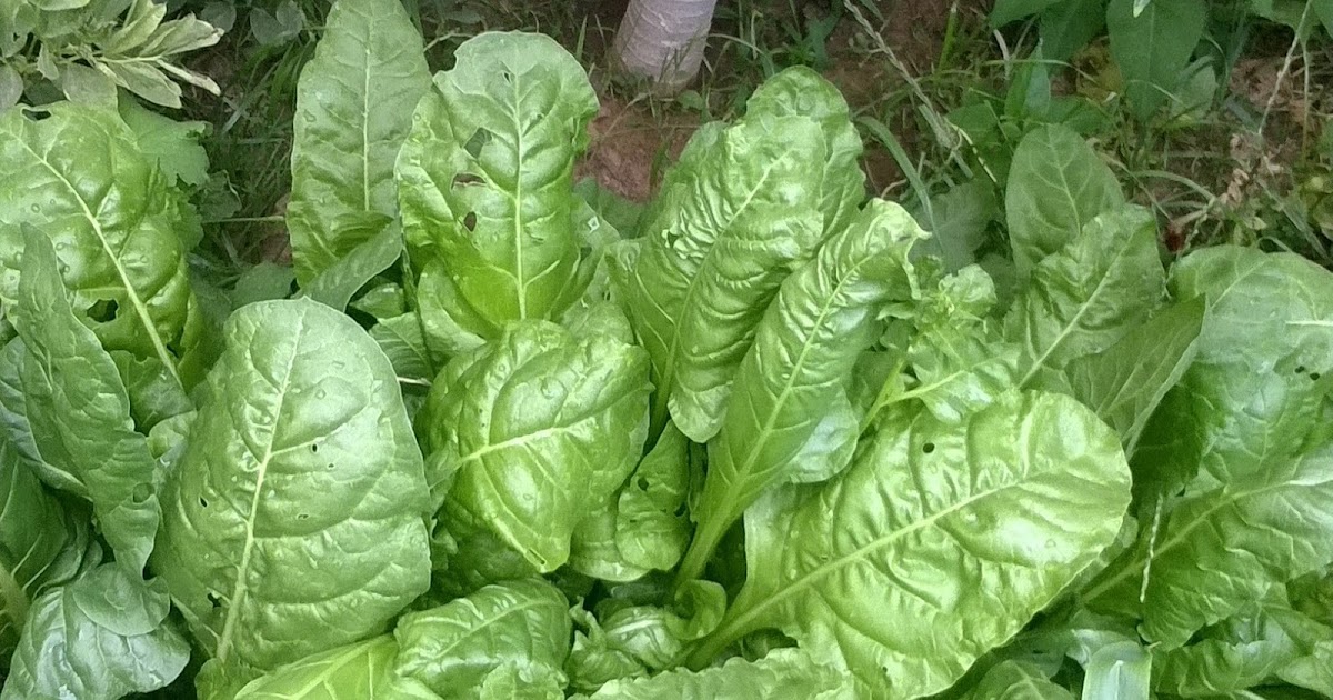HOME AND GARDEN: HOW TO GROW ORGANIC CHARD
