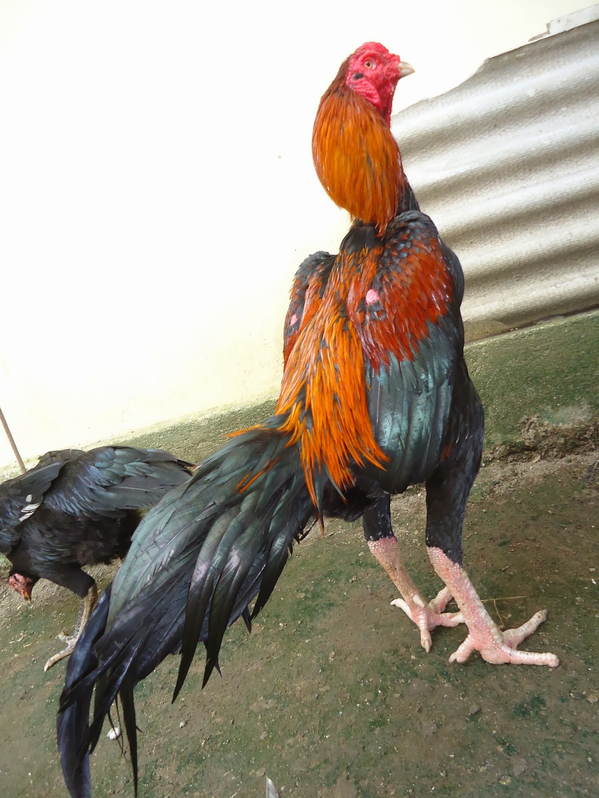 Tips Botoh Ayam 2021 Manfaat Belut Untuk Ayam Aduan