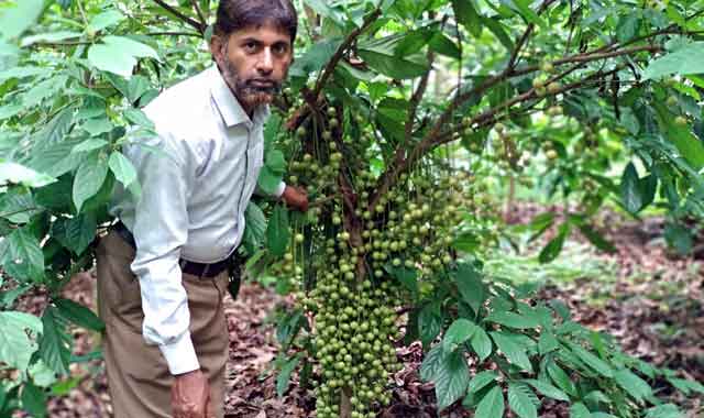 Professor Shamsul Alam, successful teacher of 78 species of fruit, was born in Ghatail