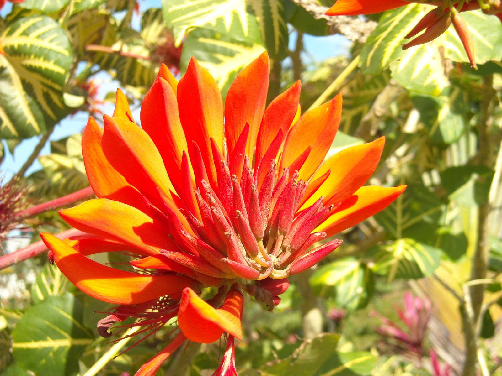 Nancy's Adventures in Roatan: Springtime Comes to Roatan!