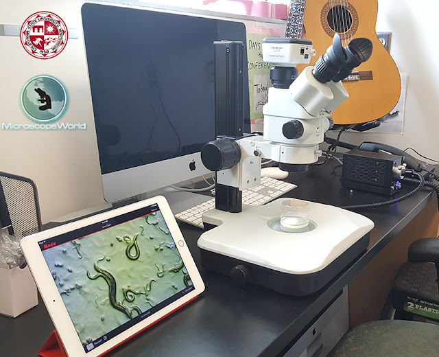 C Elegans under a stereo zoom microscope using a WiFi Camera.