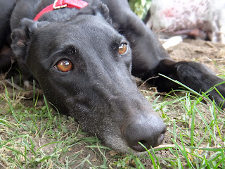 Northern Lights Greyhound Adoption Dog Blog: Black Friday, Greyhound Style