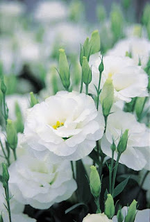 flores-lisianthus-de-petalos-blancos