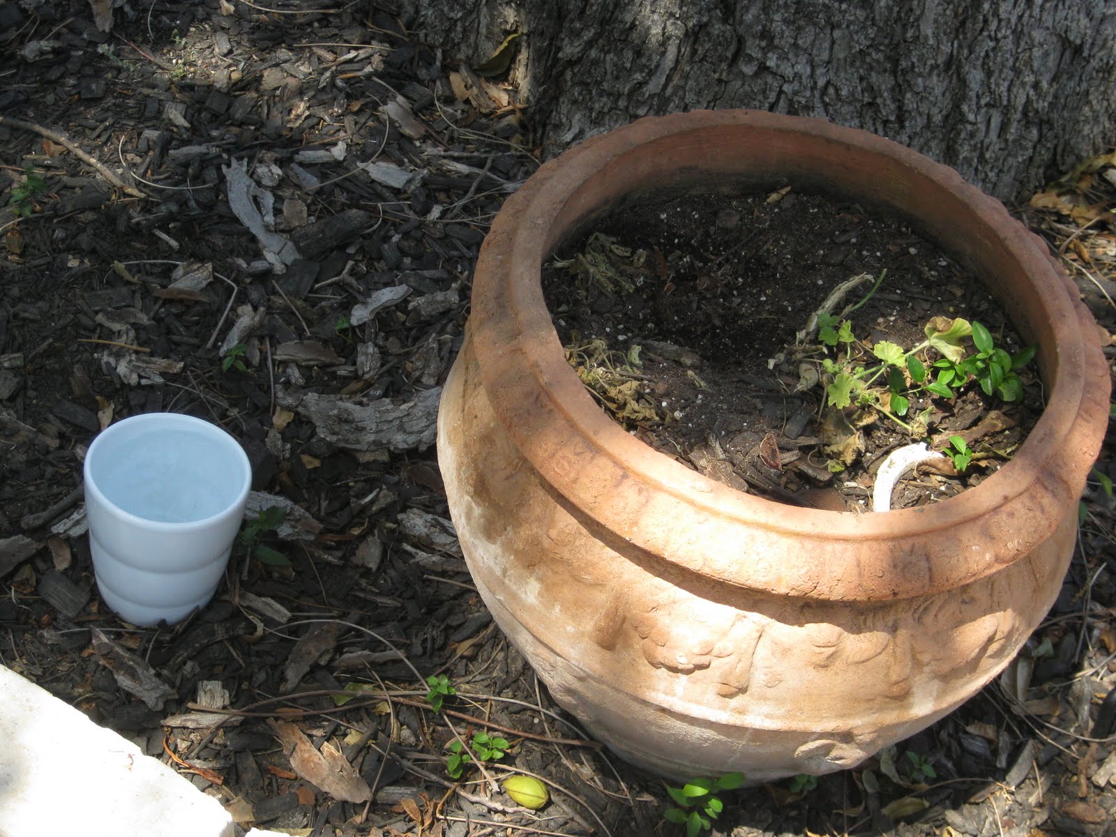 Why is my pecan tree dying and what is eating my plants?