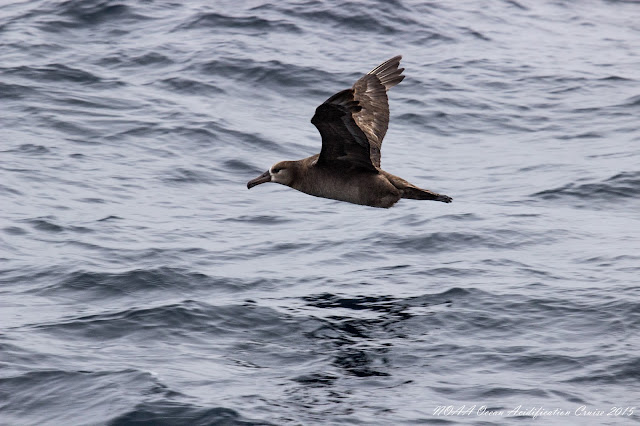 Black-footed Albatross, photo by Jennifer Questel