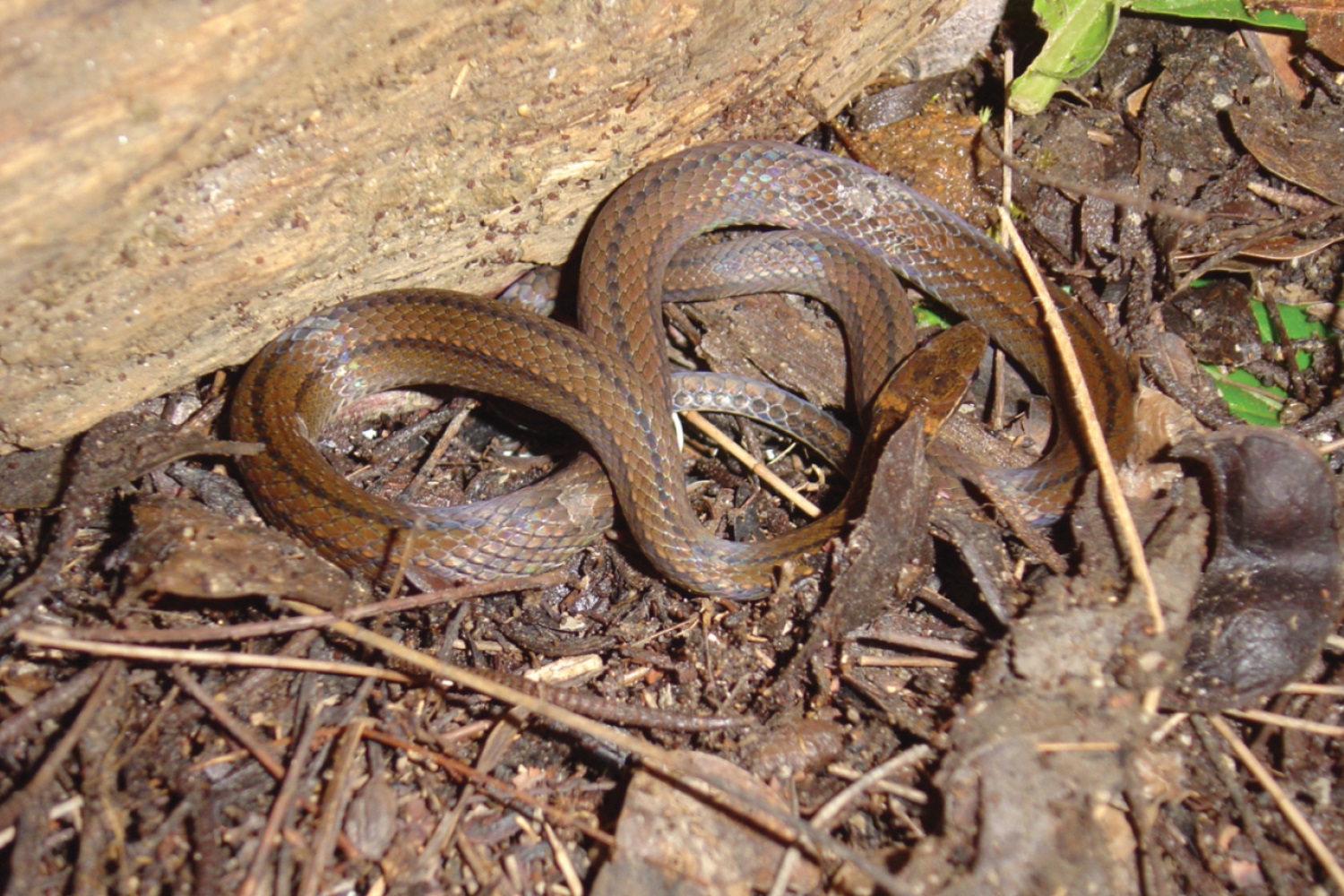 Species New to Science [Herpetology • 2018] Rhadinaea nuchalis • A New