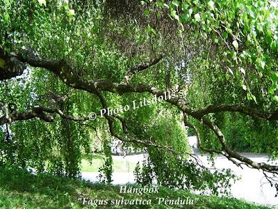 Hängbok, Fagus Sylvatica Pendula