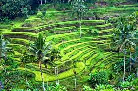 Objek Wisata Ubud Bali http://www.kabarloka.com/2014/08/inilah-beberapa-objek-wisata-yang-mesti.html