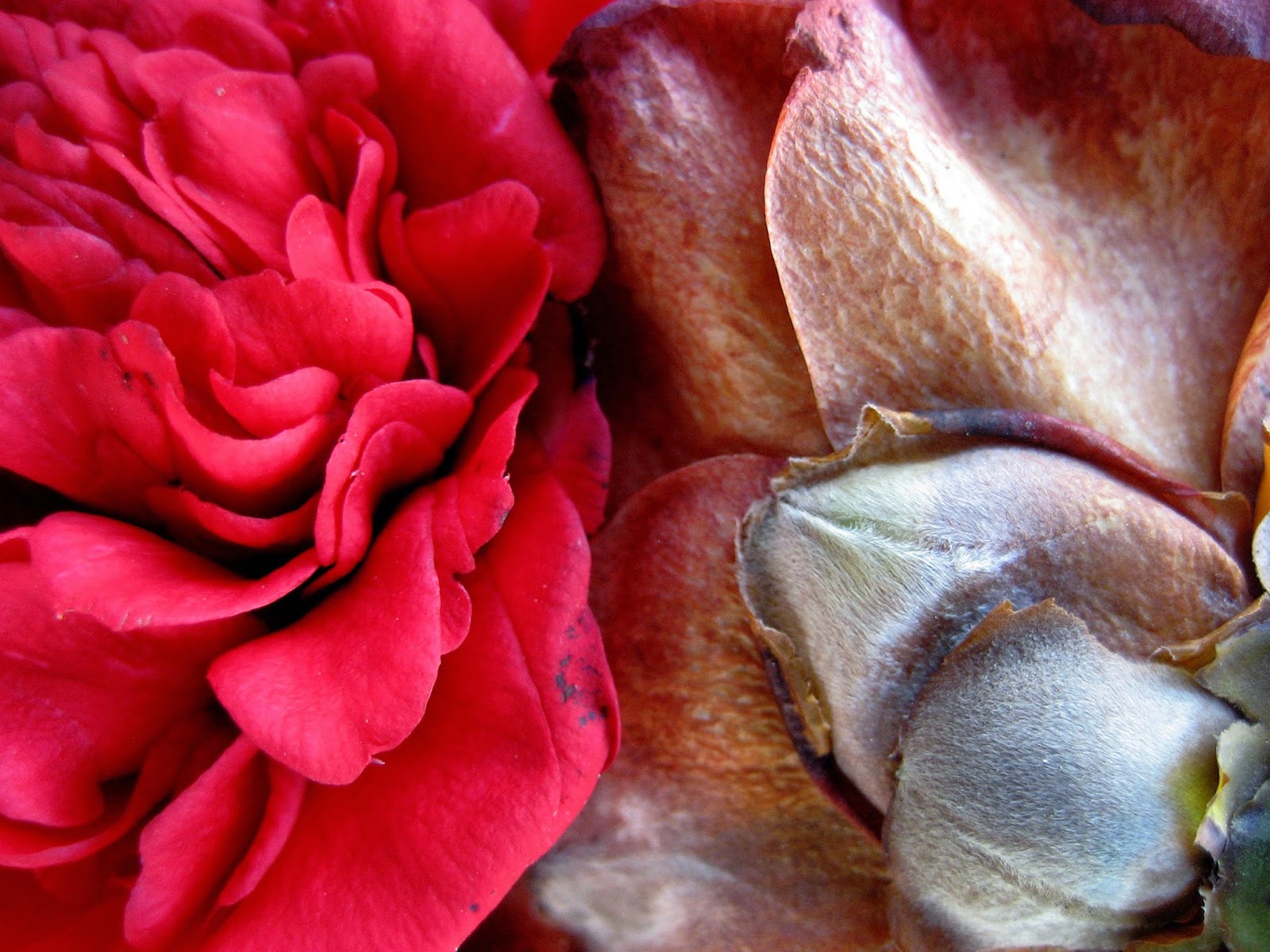 Living Rootless Carencro Red Blooms