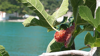Michelle Bailey Church of England Jesus and the fig tree