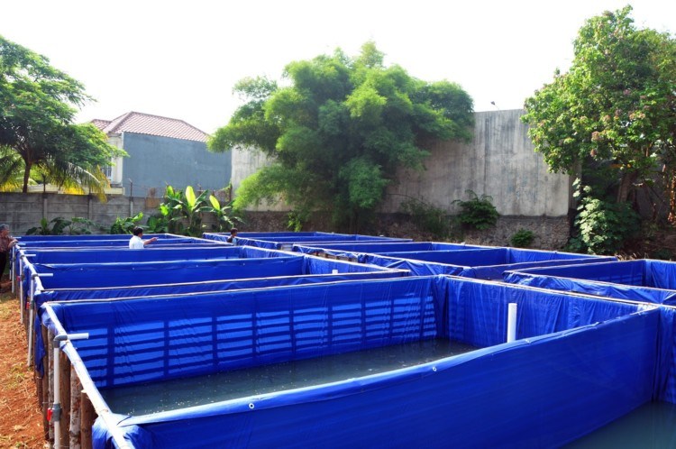 Alasan Kenapa Memilih Budidaya Ikan Dengan Kolam Terpal Anak Ikan