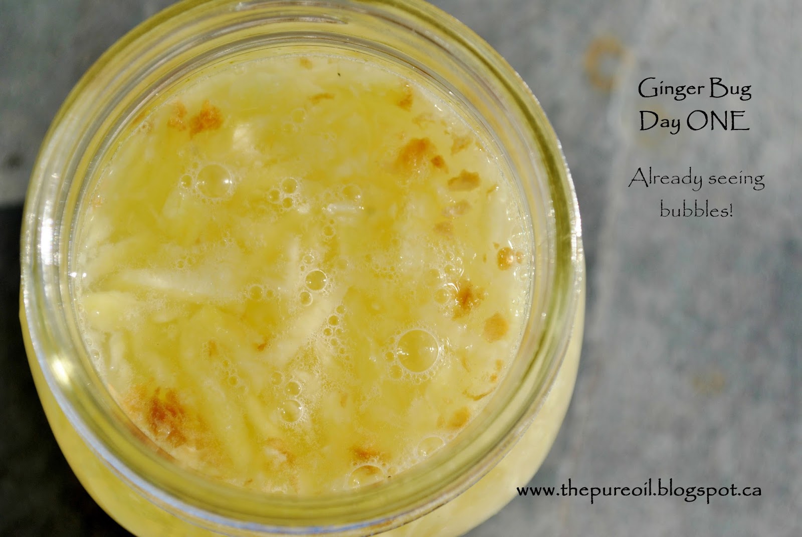 ThePureOil What on Earth is a Ginger Bug?