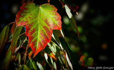 fall leaf photo by mbgphoto