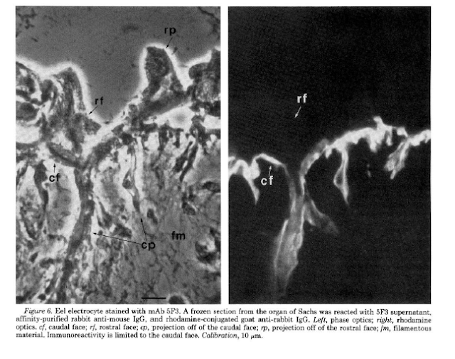 ErikBarnableBiol3500 electric organ: Electric eel organ description