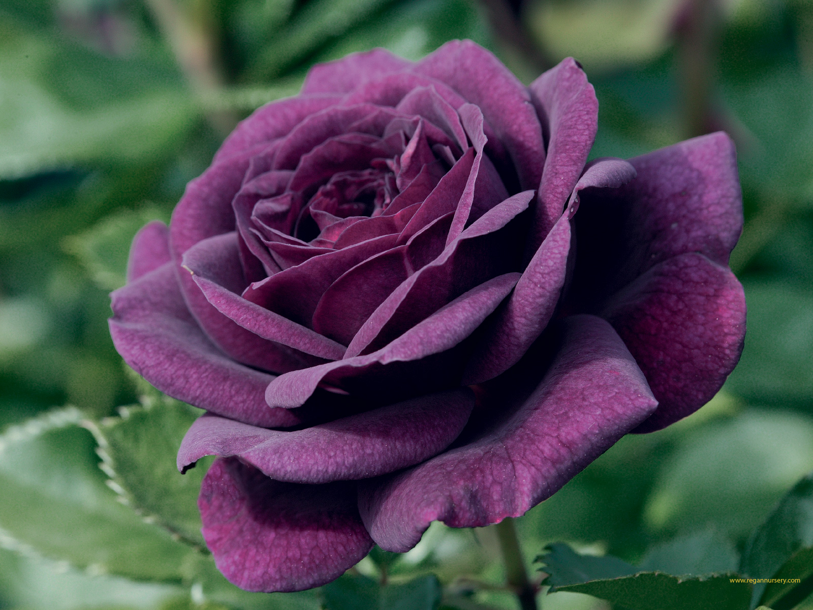  Purple  Rose  Flower The Variations Available and Their 