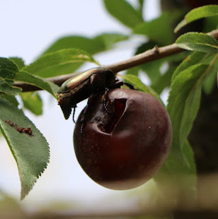 A beetle stealing one of the ripe fruit A beetle stealing one of the ripe fruit