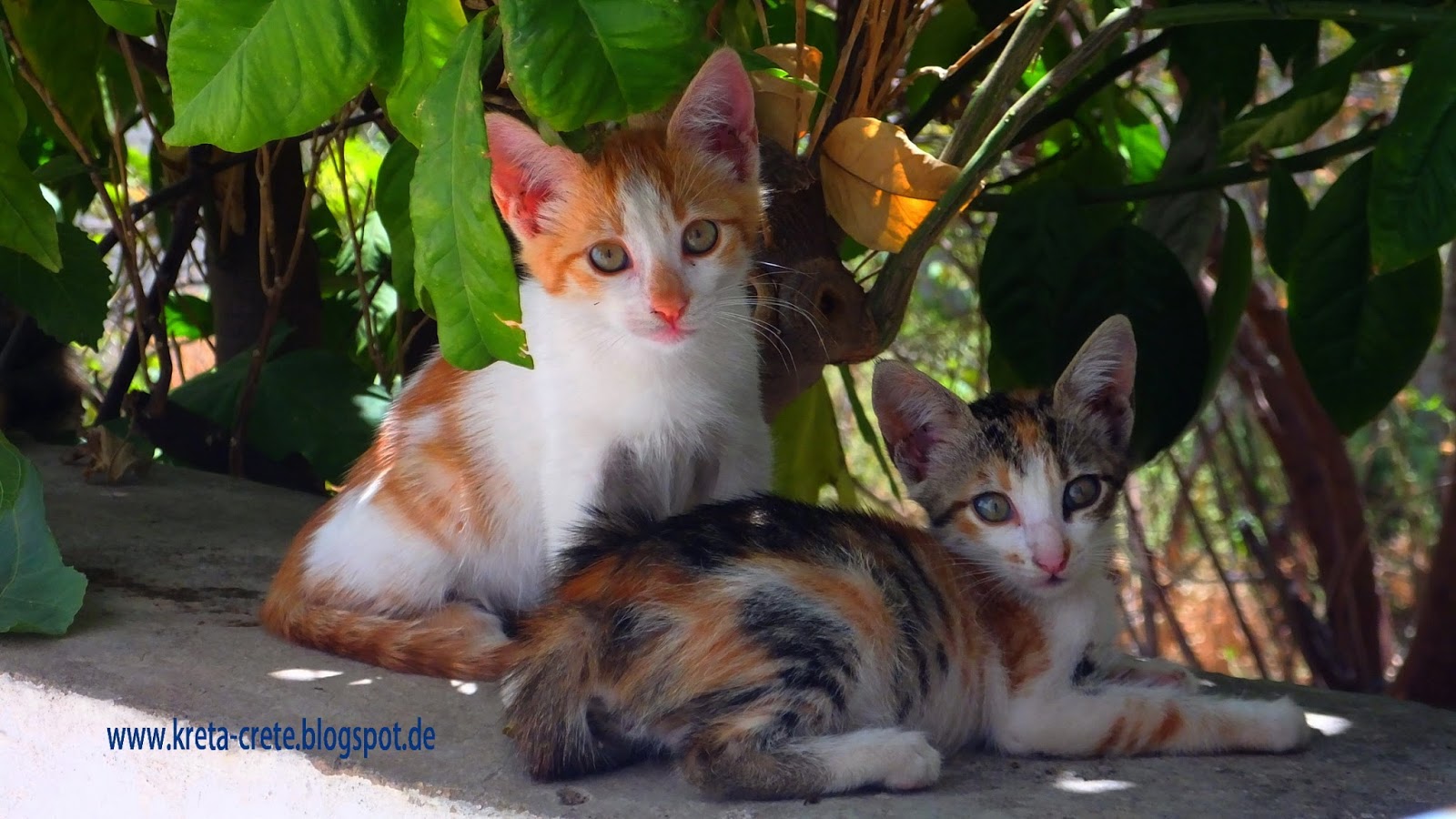 Pekos Kreta und Griechenland Blog Crete cats Katzen auf Kreta Today