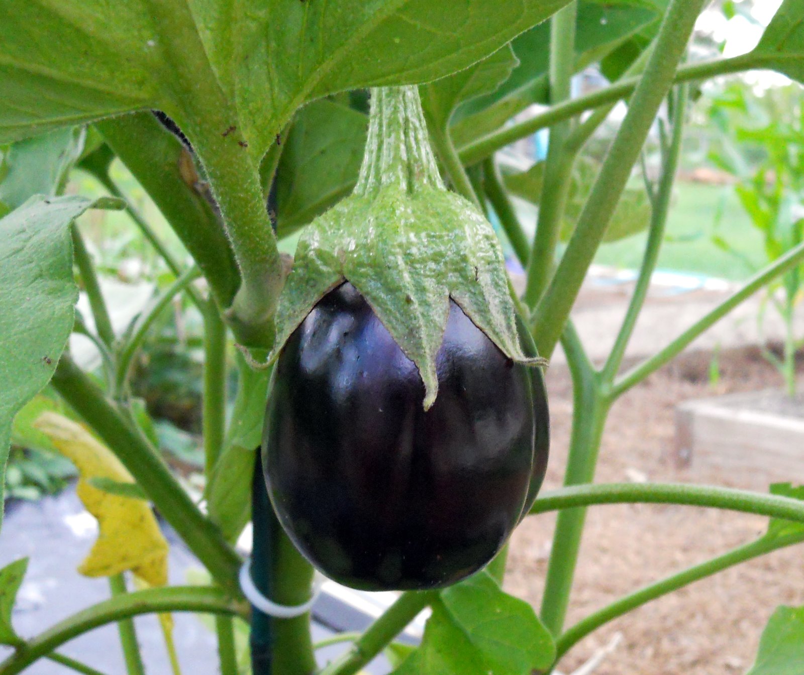 Georgia Home Garden: An Eggplant Experience