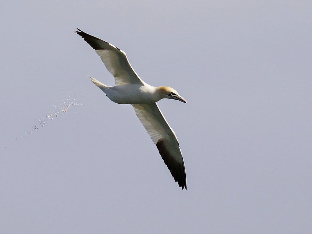 NI Bird Pics Angus Kennedy Cormorant, Kestrel, Rock Pipit
